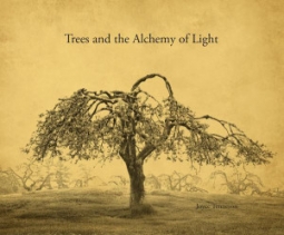 Trees and the Alchemy of Light